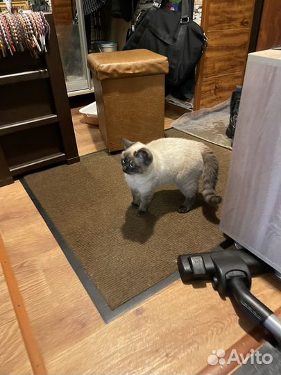 Котенок 6 месяцев мальчик