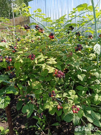 Черная малина Кумберленд