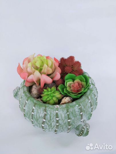 Кактусы и суккуленты
