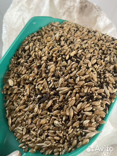 Зерно пшеница