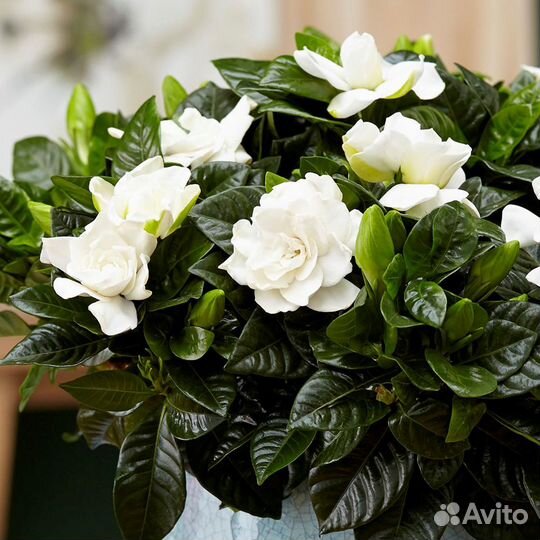 Гардения Жасминовая семена