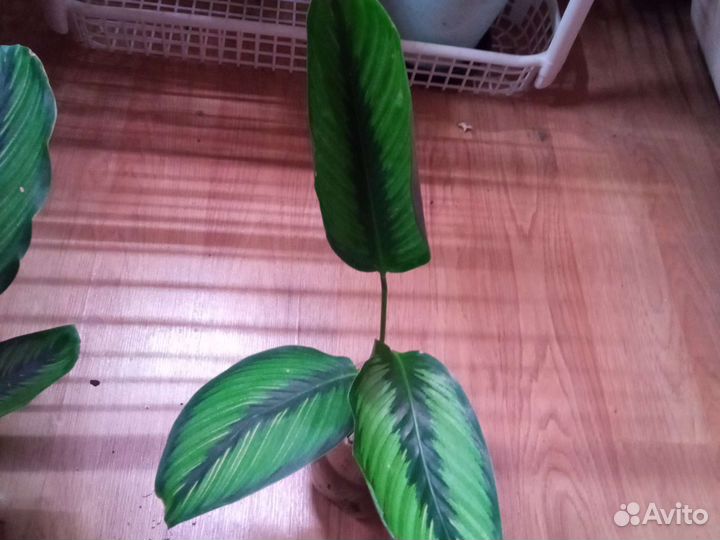 Калатея бьюти стар