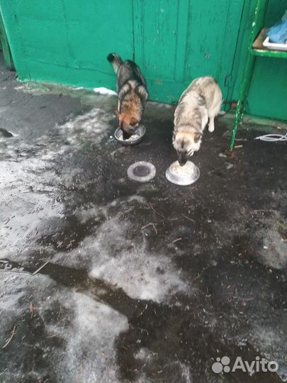 Собака в добрые руки