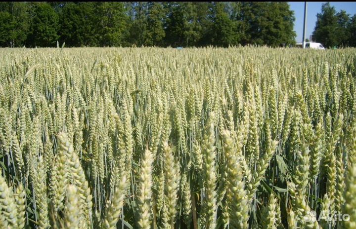 Семена пшеницы мягкой яровой Архат