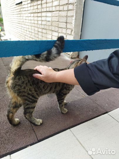 Найдена кошка