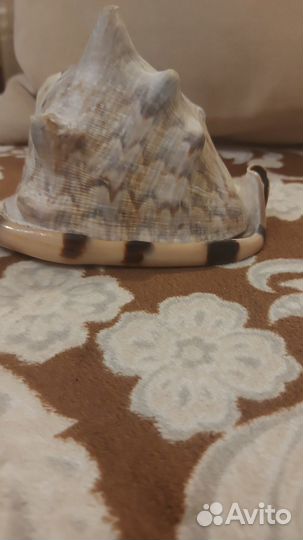 Ракушка морская большая