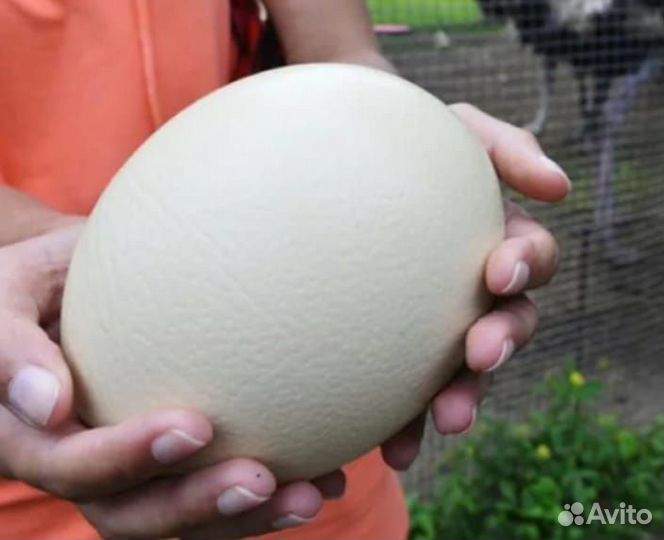 Яйцо страуса