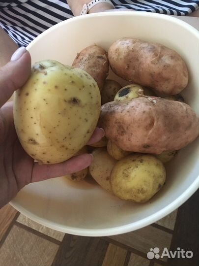 Картофель молодой