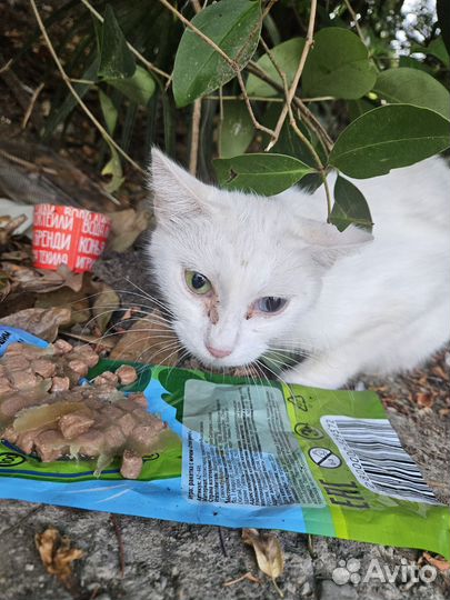 Кошка в дар