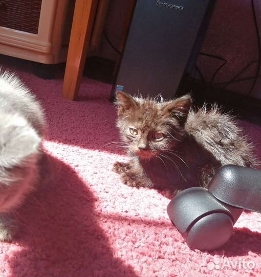 Котята в добрые руки