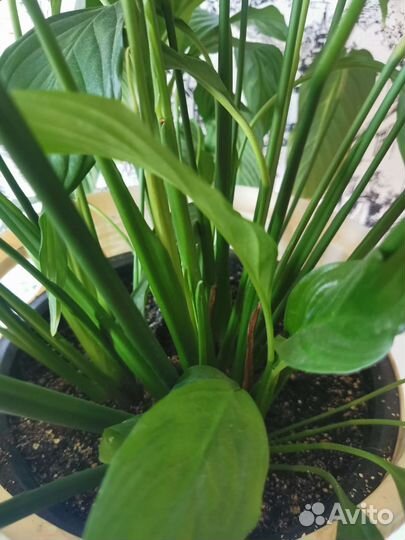 Спатифиллум