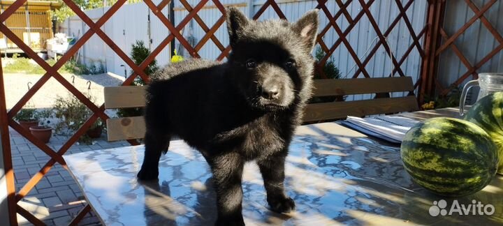 Немецкая овчарка. Щенки