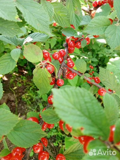 Ягоды с куста