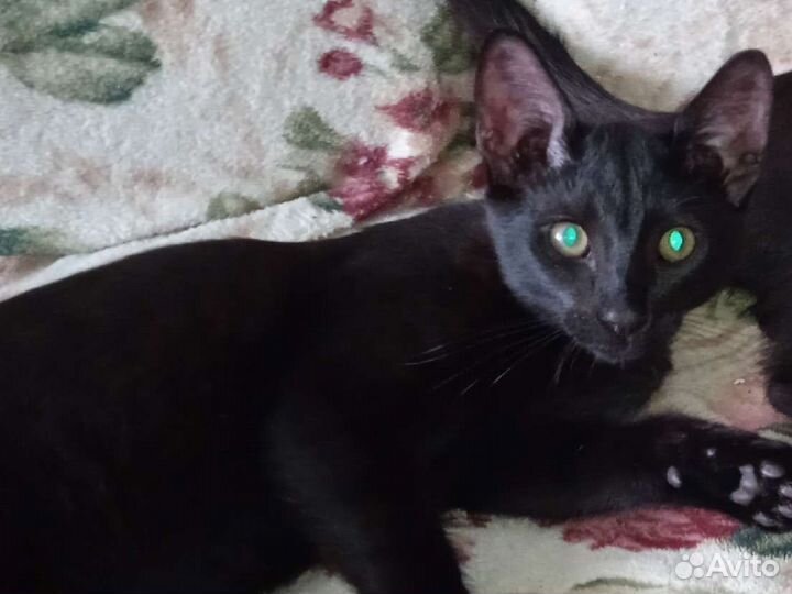 Черные котята мальчики