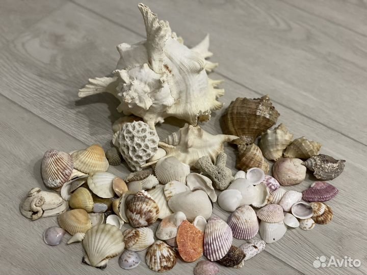 Ракушки и раковины морские для аквариума