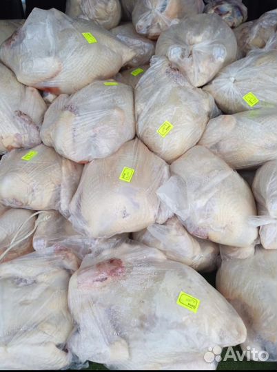 Курица домашняя