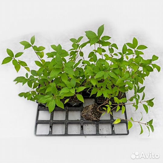 Гортензия от производителя, 56 сортов 1-4 года