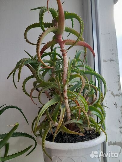 Алоэ столетник