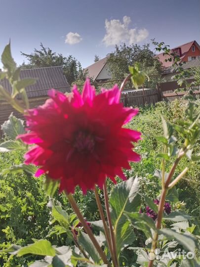 Георгины клубни