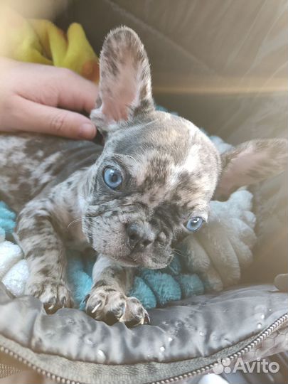 Французский бульдог