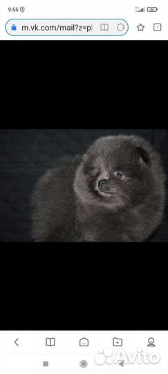 Щенки померанский шпиц редких окрасов