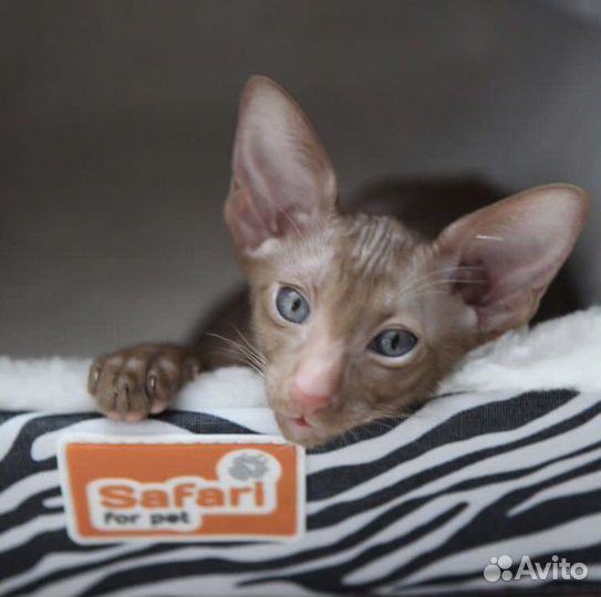 Ориентальный малыш