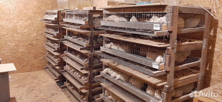 Клетки для перепелов