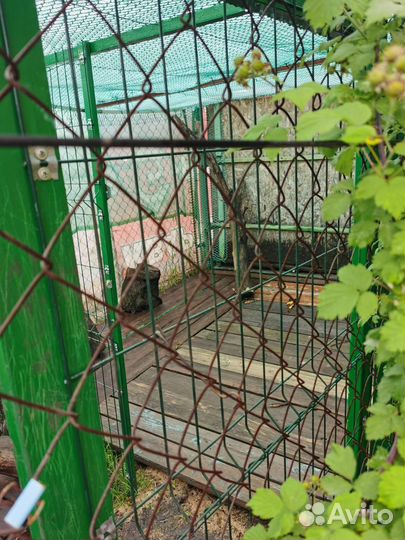 Передержка животных на время отпуска