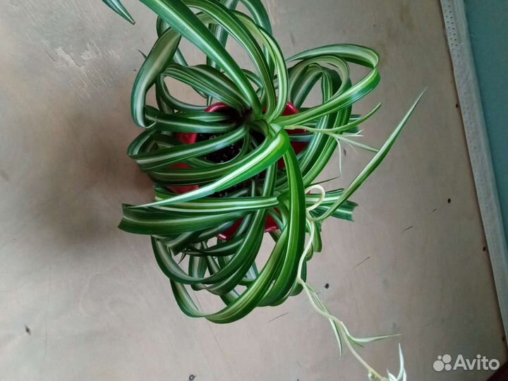 Хлорофитум кудрявый