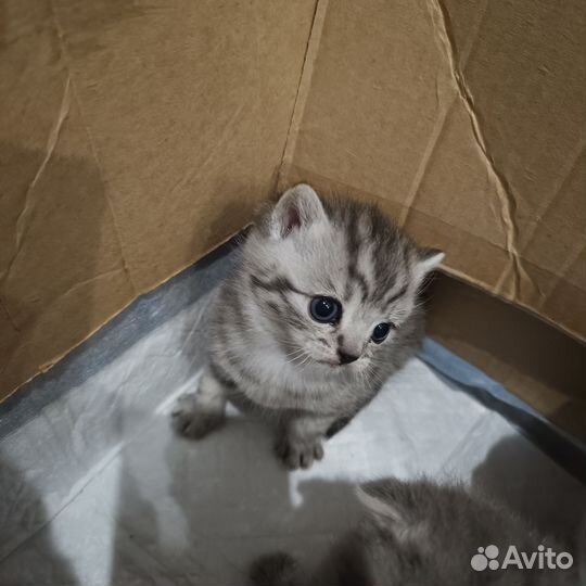 Шотландская вислоухая
