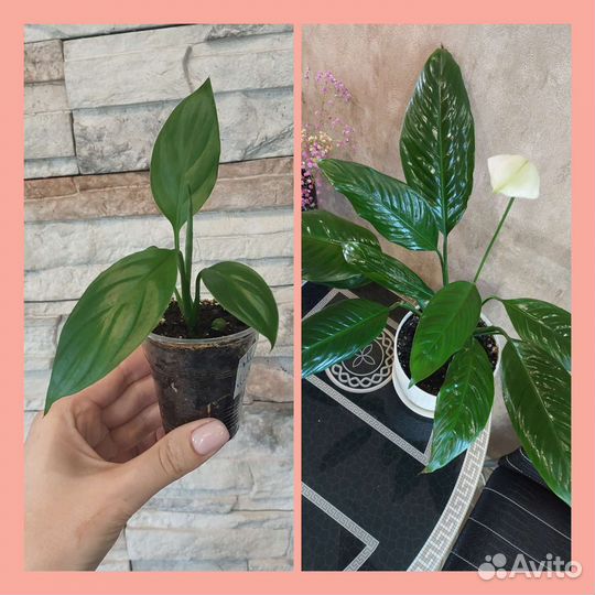 Спатифиллумы