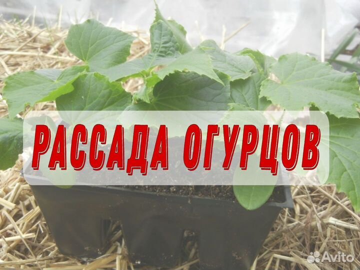 Рассада огурцов