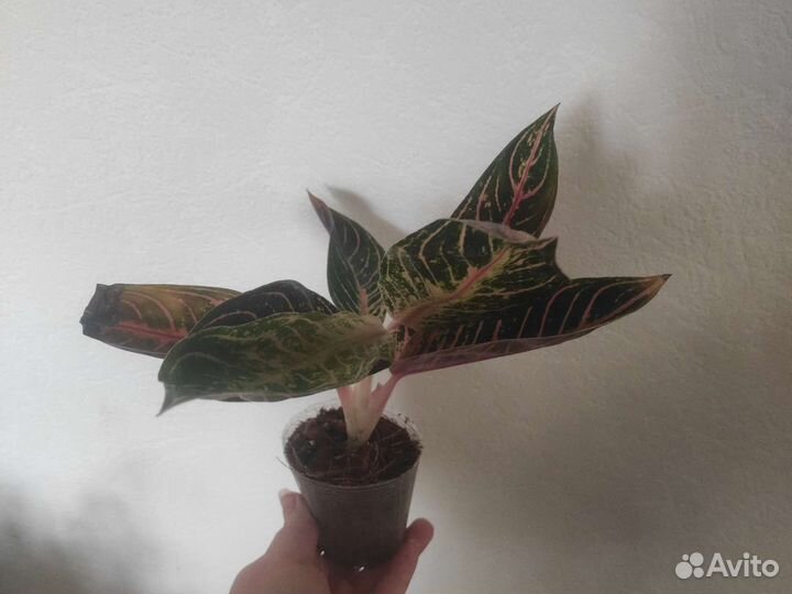 Тайские аглаонемы