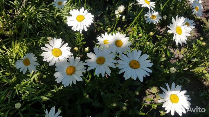 Ромашка садовая срез