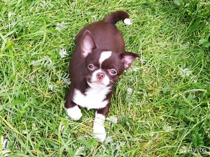 Малыш чихуахуа мальчик