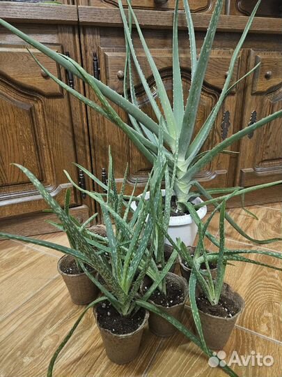 Алое вера 10-15 см