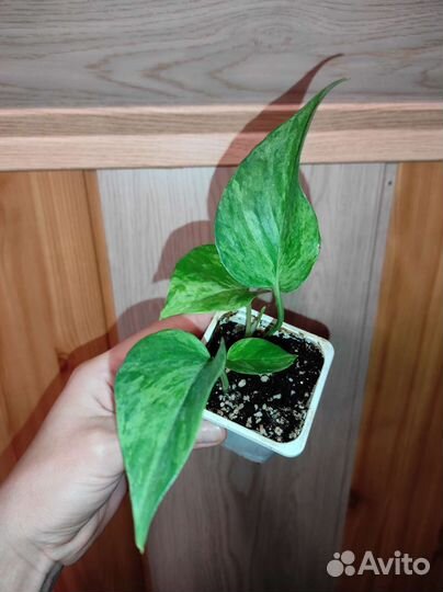 Эпипремнум хэппи лиф, Марбл Квин, Пиннантум Вайт