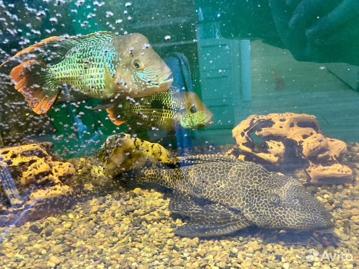 Аквариум с рыбками