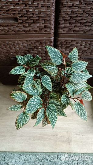 Бегония тростниковая Snow Cap