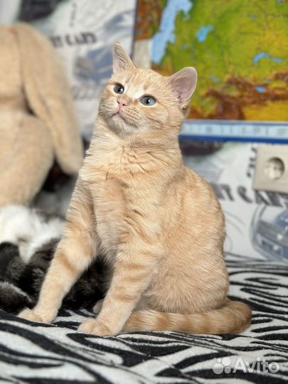 Котик в добрые руки