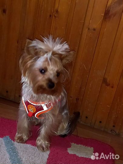 Щенки йорка