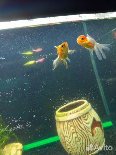 Золотые рыбки