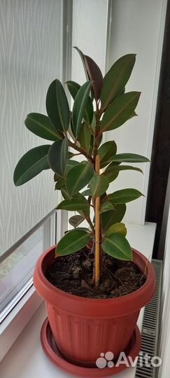 Комнатные цветы