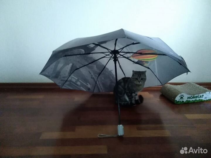 Шотландский кот вязка