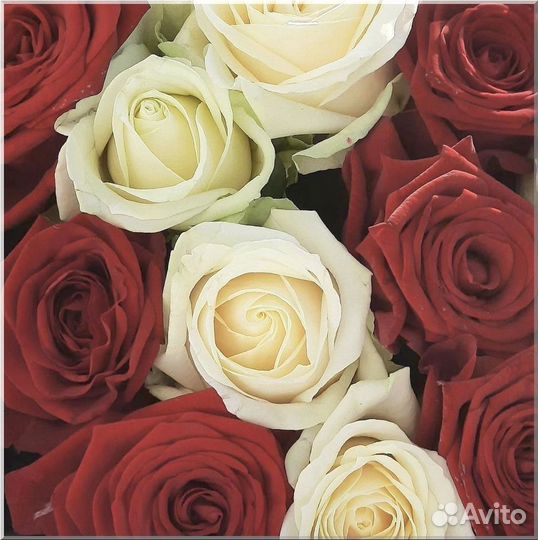 Розы букеты доставка 51 101 день рождение свадьба