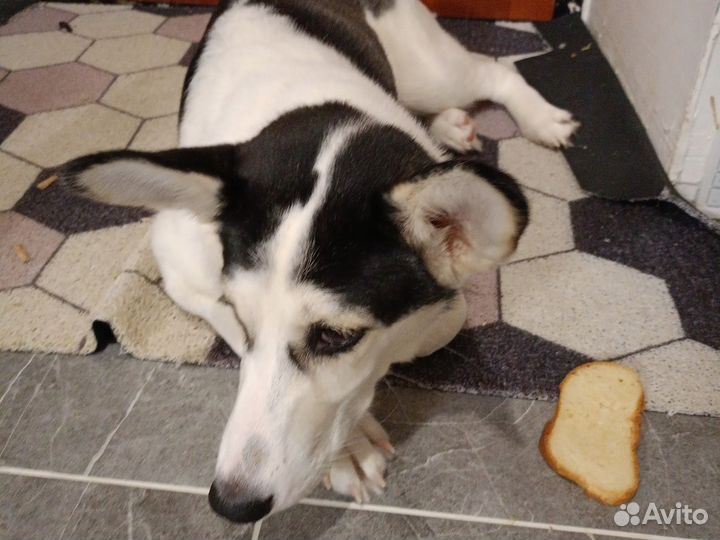 Собака в добрые руки отдам бесплатно