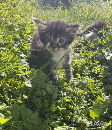 Котенок