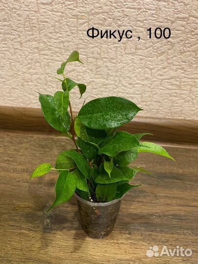 Фикус бенджамина