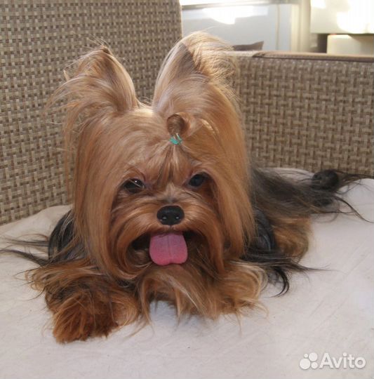 Йоркширский терьер вязка