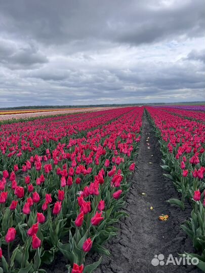 Закупка свежесрезанных цветов и сухоцветов